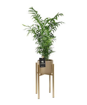 Dağ Palmiyesi ve  Ayaklı Saksı Seti 90 cm (L)